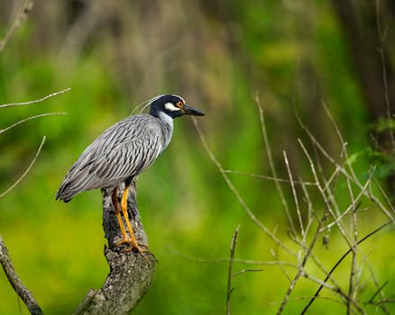 Průvodce světem deštníků: Od klasických po ekologické varianty